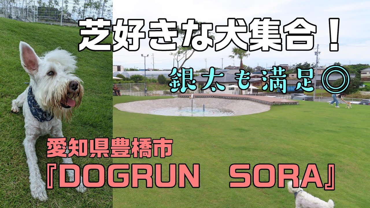 【ドッグラン】『DOGRUN　SORA』やっぱり芝生が好きな白シュナウザー銀太