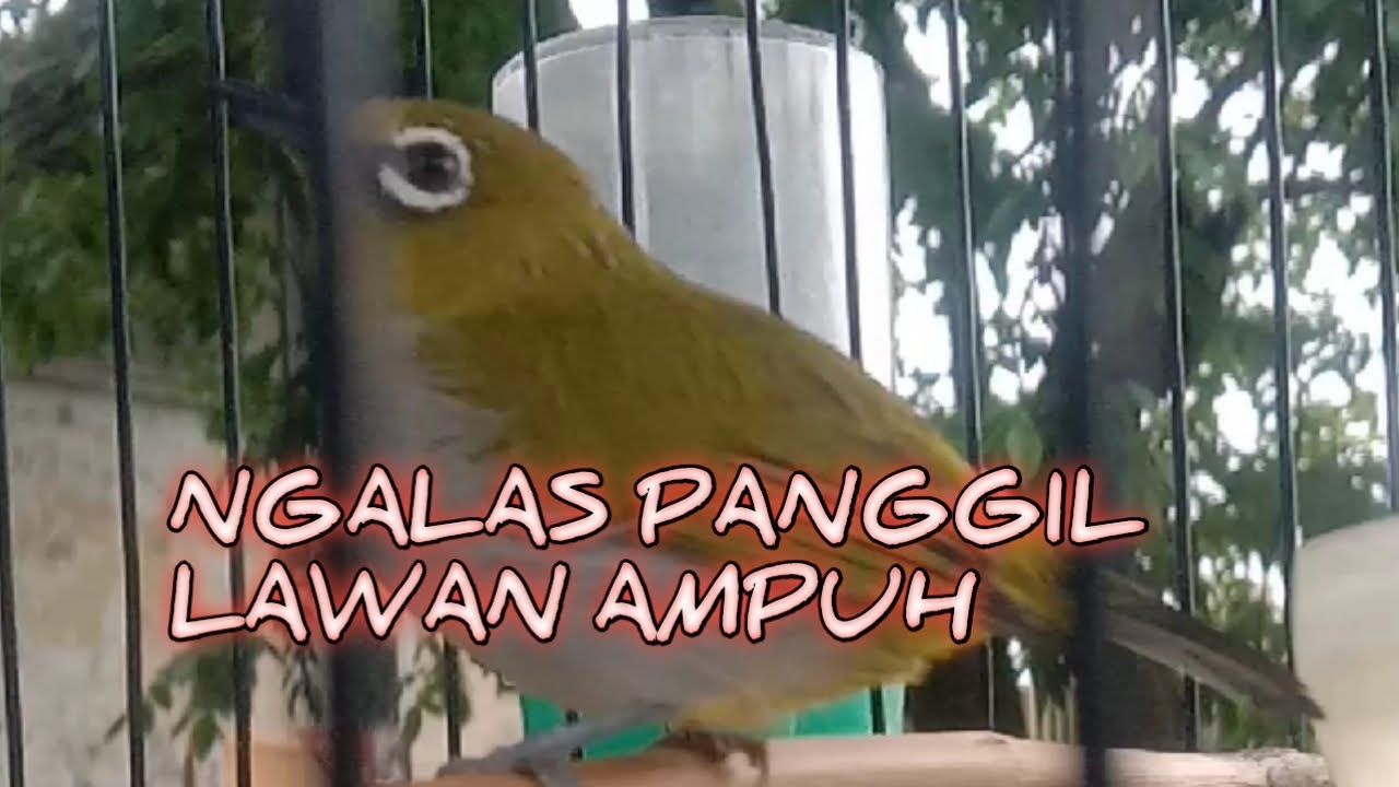 🔥 LIVE PLECI NGALAS MANGGIL LAWAN PALING AMPUH‼️ Suara Pancingan Bikin Emosi ampuh