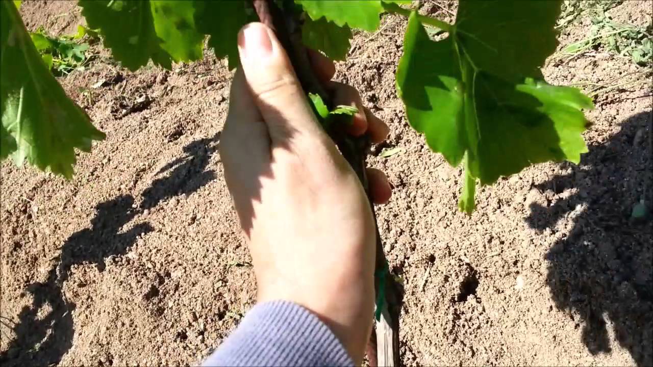 Su Boe Anno III - La Potatura Verde (e lavori vari)