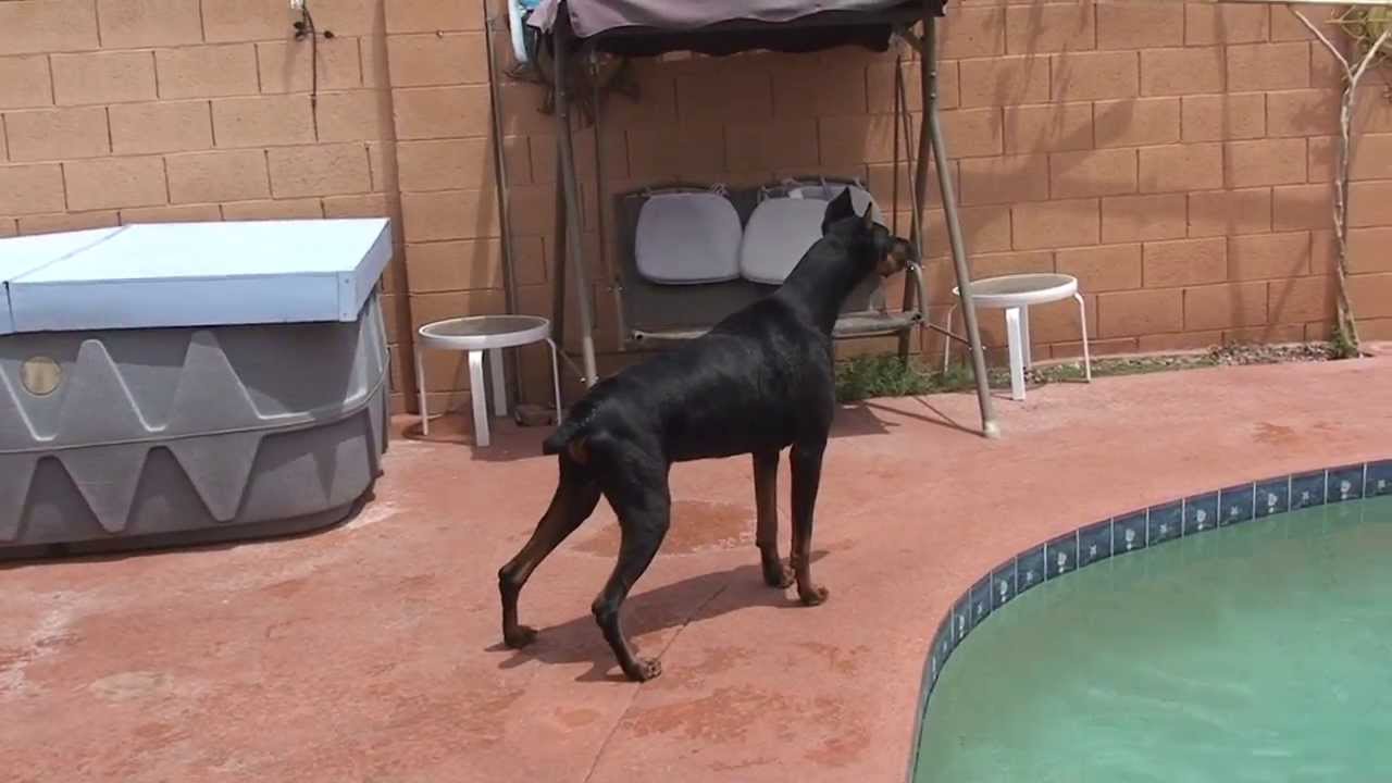 Doberman / Rotweiller killers
