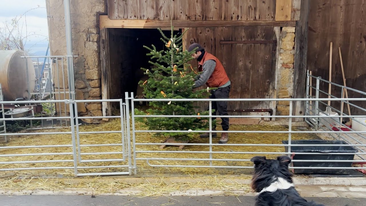 Ein Stall voll Weihnachten. Tiere, Arbeit und Kerzenschein Vlog Dezember 