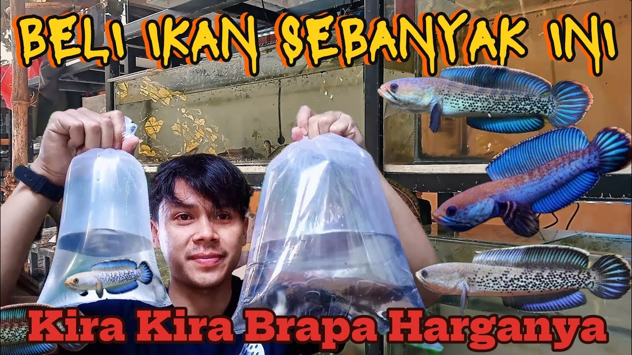 BELI BANYAK IKAN CHANA BUAT PROGRES SENDIRI DIRUMAH ❗KIRA KIRA SANGGUP GAK.