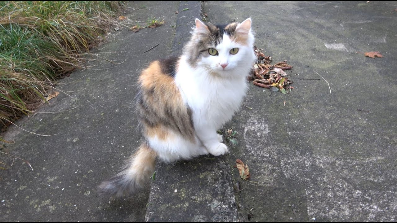 Katze Mimi kennt den Weg zu den Nachbarn