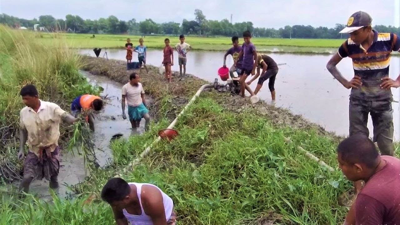 এই ভিডিওতে রয়েছে সুন্দর এক মাছ ধরার কৌশল | Unbelievable Beautiful Fishing In Village