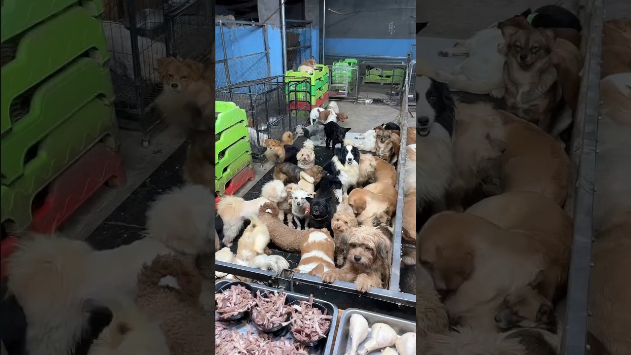 😢😢😢Provide a warm home, food and shelter for stray dogs 떠돌아다니는 개에게 집과 음식, 숙소를 따뜻하게 해주는 것