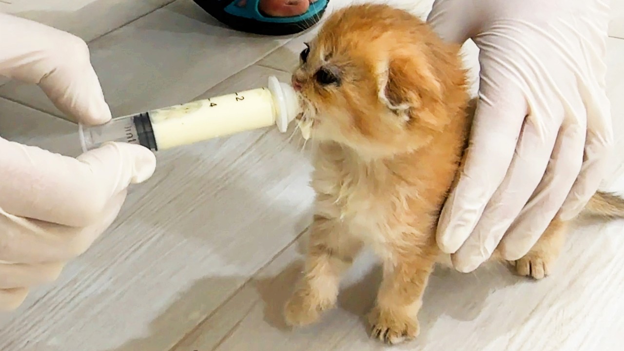 Реакция котенка Майкла на новую комнату. Мы купили старый дом и посмотри что сделали! Субтитры!