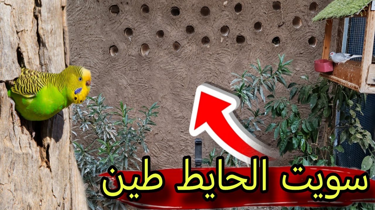 سويت الحايط طين +فتح اعشاش الطيور #محمية #طيور 