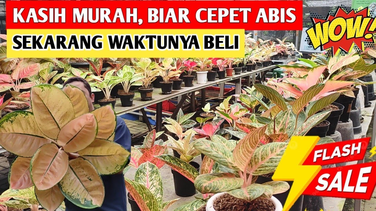 Kasih Murah biar Cepet Abis‼️ Sekarang Waktunya Beli Aglonema, Stok Terbatas ~ 89