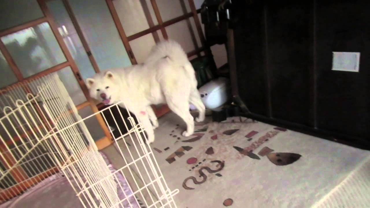 【秋田犬げんき】朝のお散歩その１　先に行って待ってる編【akita dog】