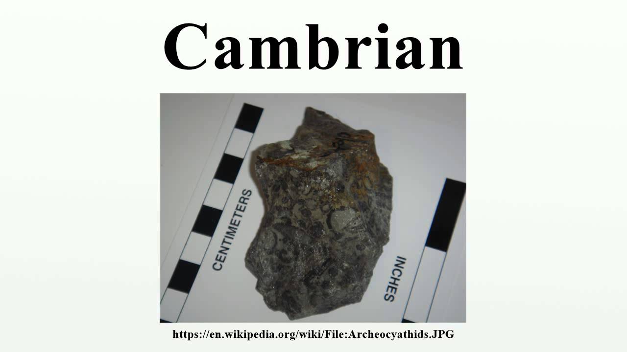 Cambrian