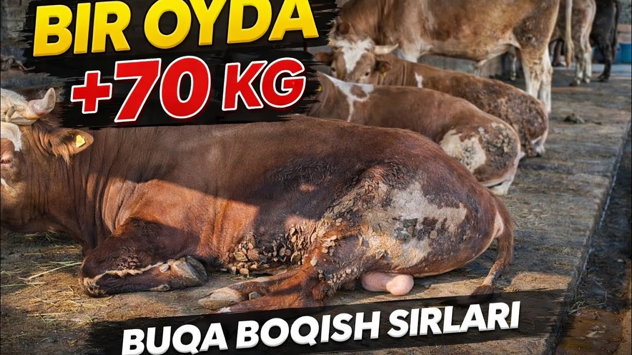 OʻZIMNI BUQALARIM XAYRON QOLDIRDI💥