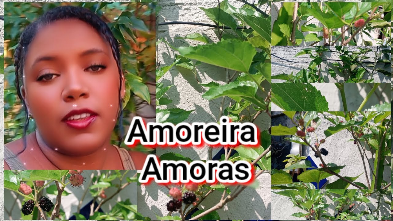 Amoras 23, amoreira