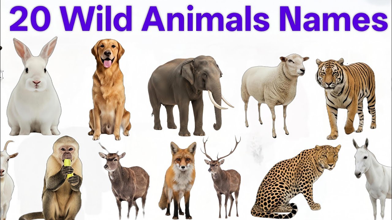 20 Wild Animals Name | Learn for Kids in Hindi and English | Educational Video