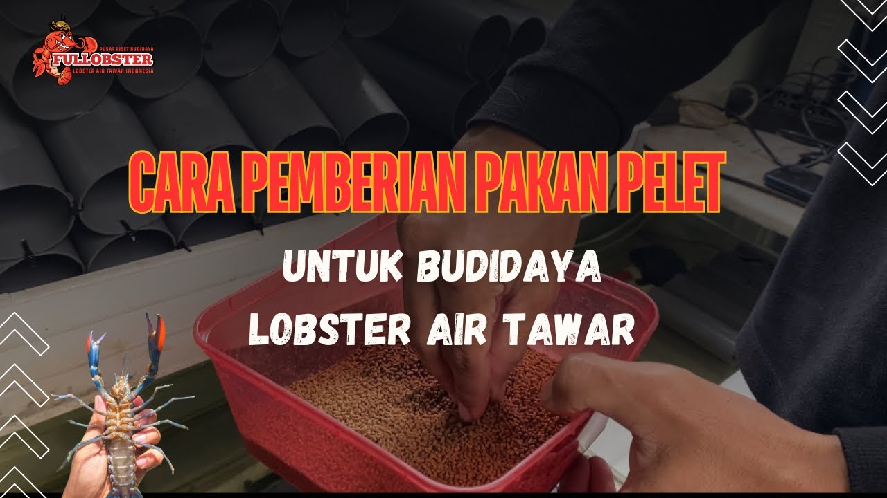 TIPS & TRICK CARA PEMBERIAN PAKAN PELET UNTUK BUDIDAYA LOBSTER AIR TAWAR 🦞☘️