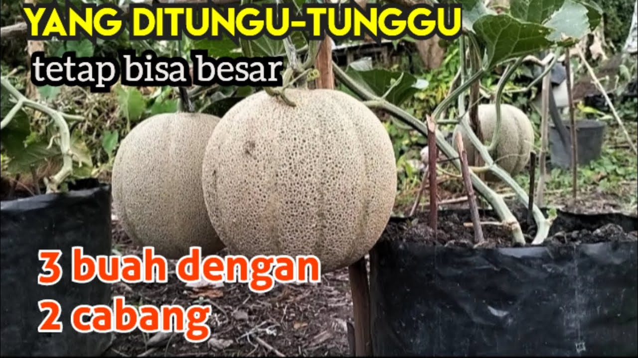 CARA MEMBUAHKAN 3 MELON DENGAN 2 CABANG (PEMILIHAN CABANG SAMPAI PANEN)