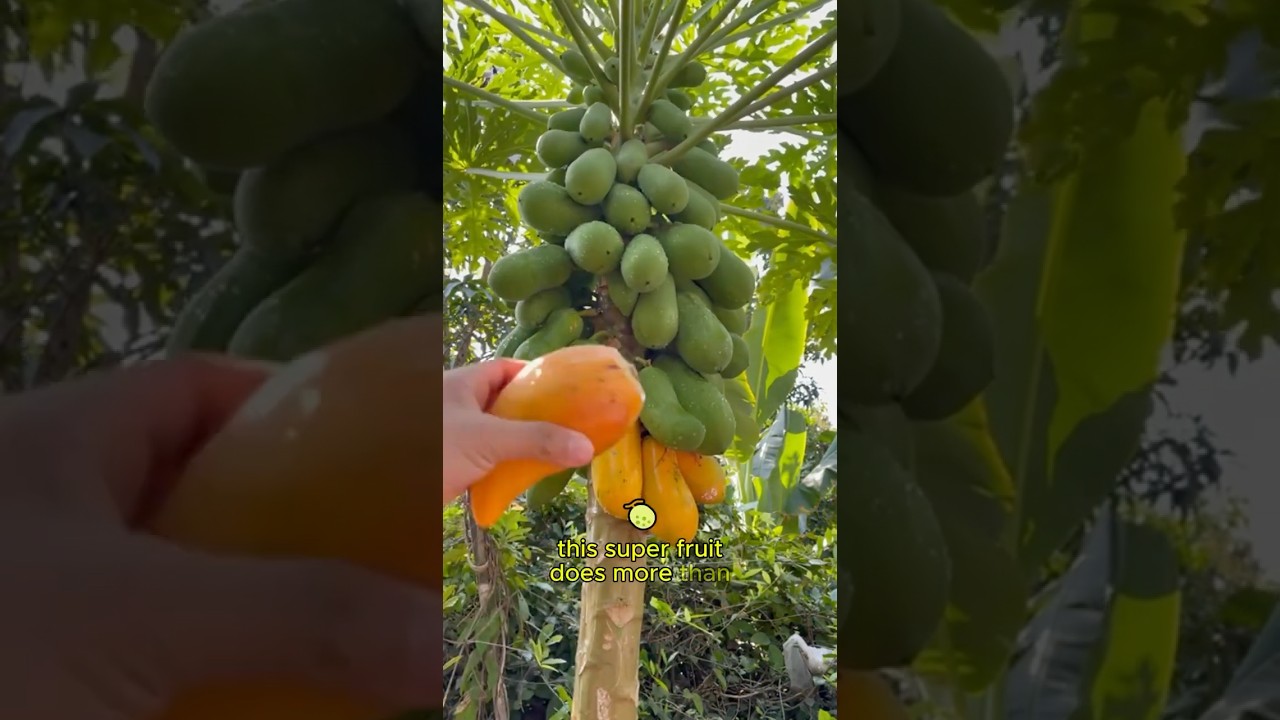 Папайя — лучший друг вашего кишечника! 🥭 