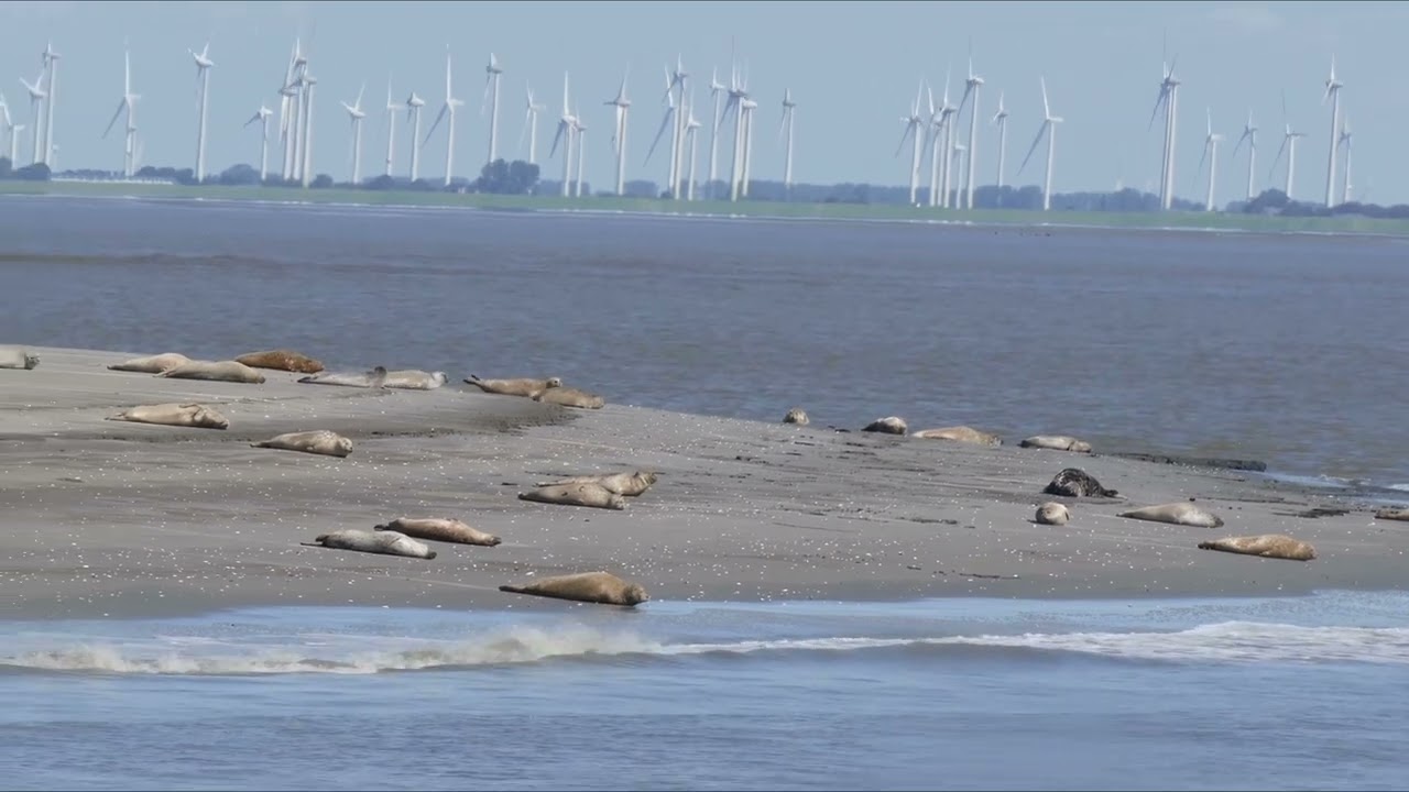 CUXHAVEN - Seehundbänke und Hafenrundfahrt