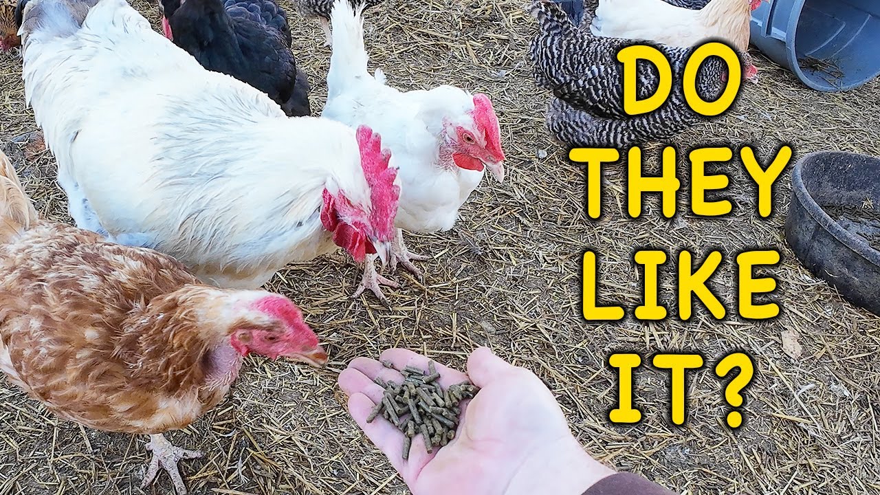 Making Your Own Chicken Feed Pellets,  Do They Like Them?