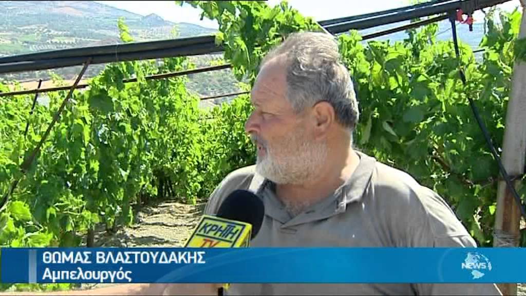 ''ΧΡΥΣΑ'' ΦΕΤΟΣ ΤΑ ΕΠΙΤΡΑΠΕΖΙΑ ΣΤΑΦΥΛΙΑ