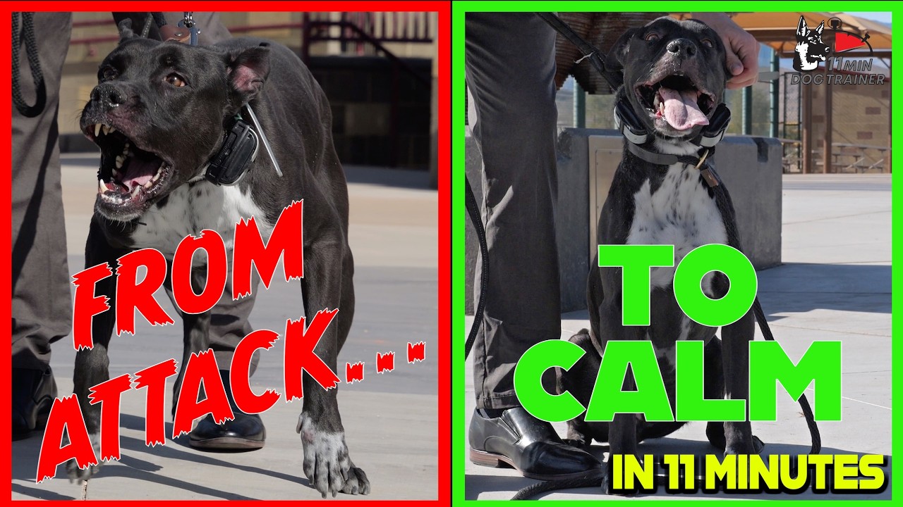 How To Fix An Aggressive Pitbull: Transformation From 