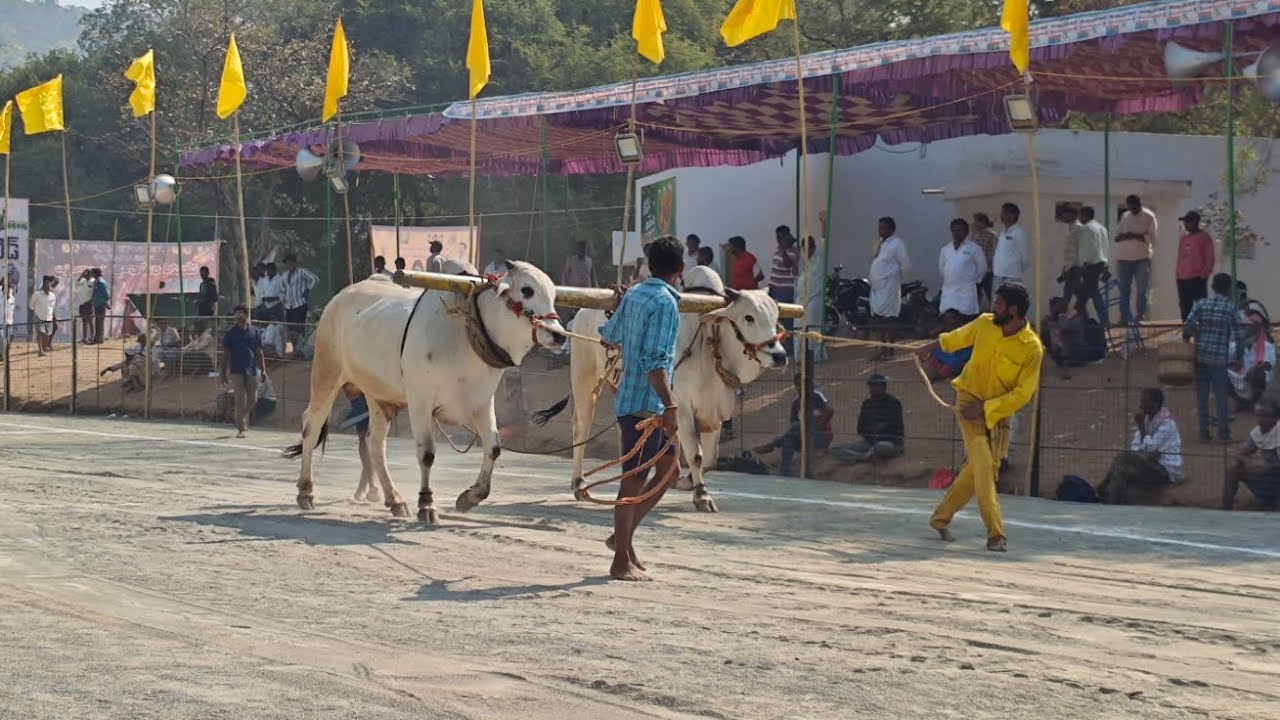 మహానంది 6 పళ్ళ విభాగం 3వ జత
