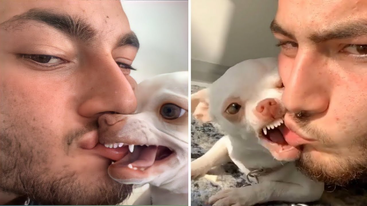 The most angry chihuahua compilation #1। Fanny chihuahua TV