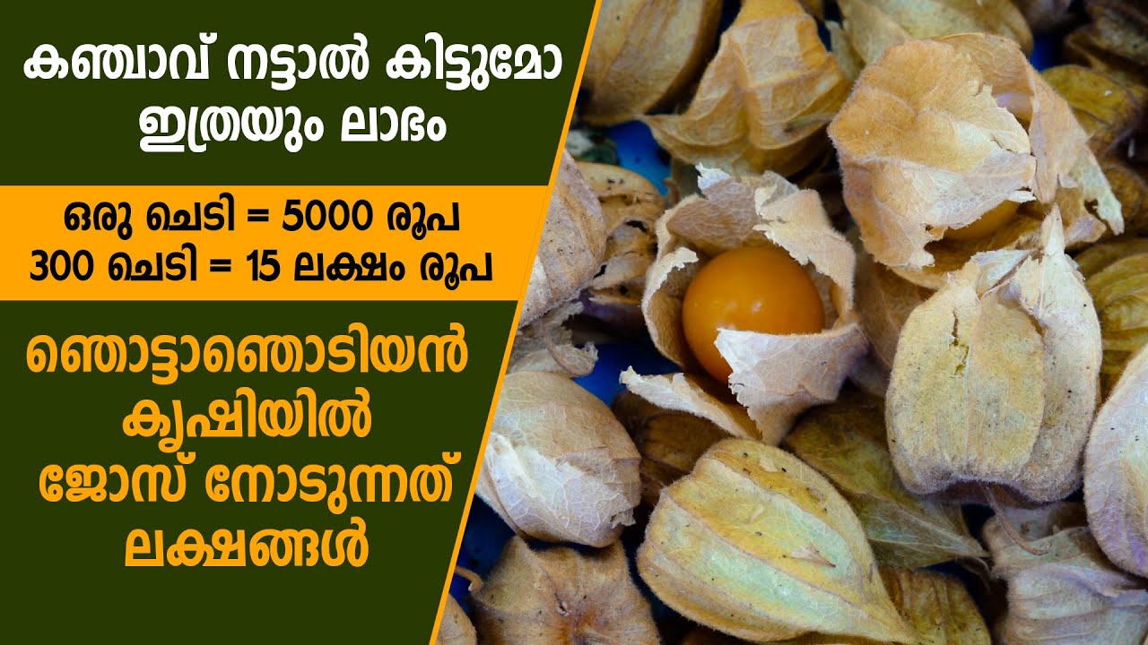 കഞ്ചാവിനെക്കാള്‍ ലാഭകരമായ ചെടി, ഞൊട്ടാഞൊടിയന്‍ #goldenberry #agriculture #newfarming #farming