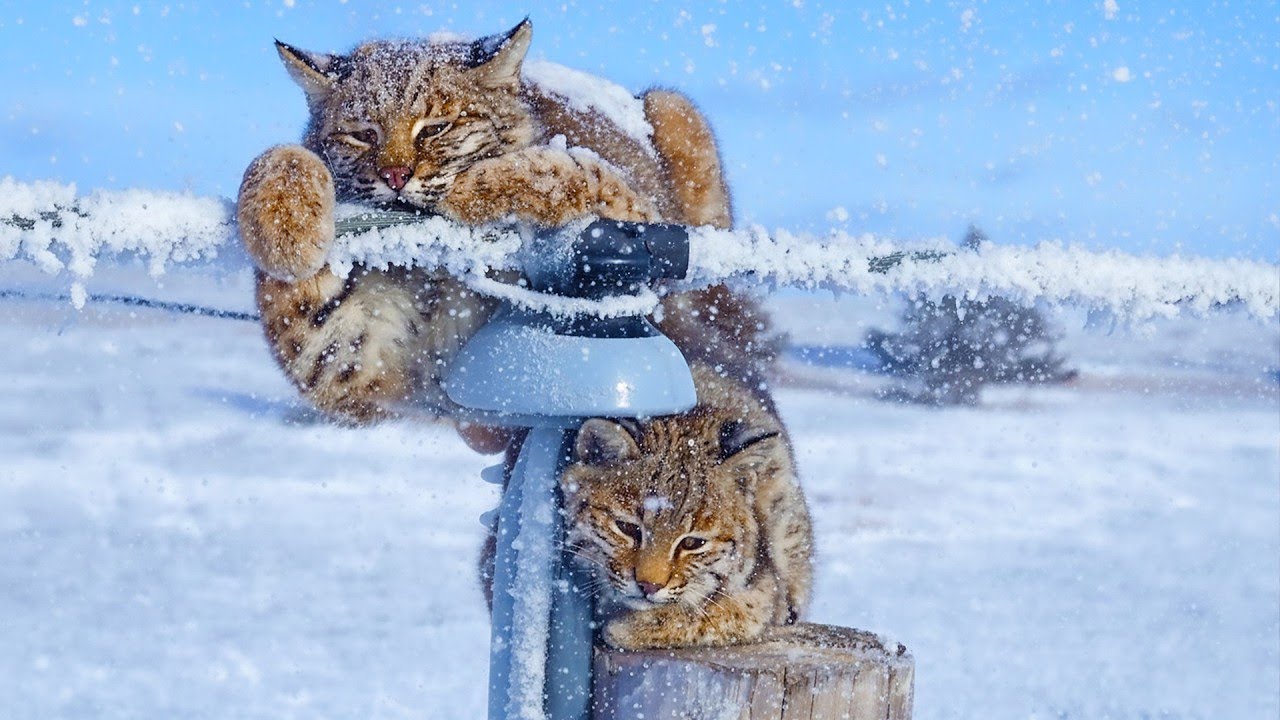 Two Frozen Bobcats Were Stuck on a Power Pole in -16°F Cold—Watch Who Came to Bring Them Down!