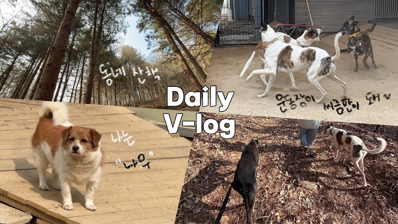 #169 ) vlog | 운동장이 씨름판이 돼... | 4세 신나게 노는 개린이들 | 동네 뒷산 산책가기 | 시골 강아지들의 일상