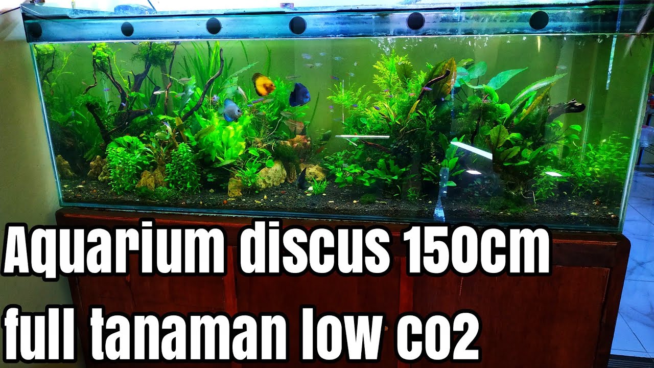 #71 Aquascape tema natural 150cm