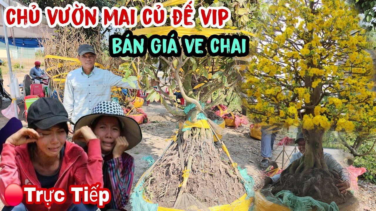 Chủ Vườn Mai Củ Đế Đẹp Bán Giá Ve Chai  Ngay Lúc Này 