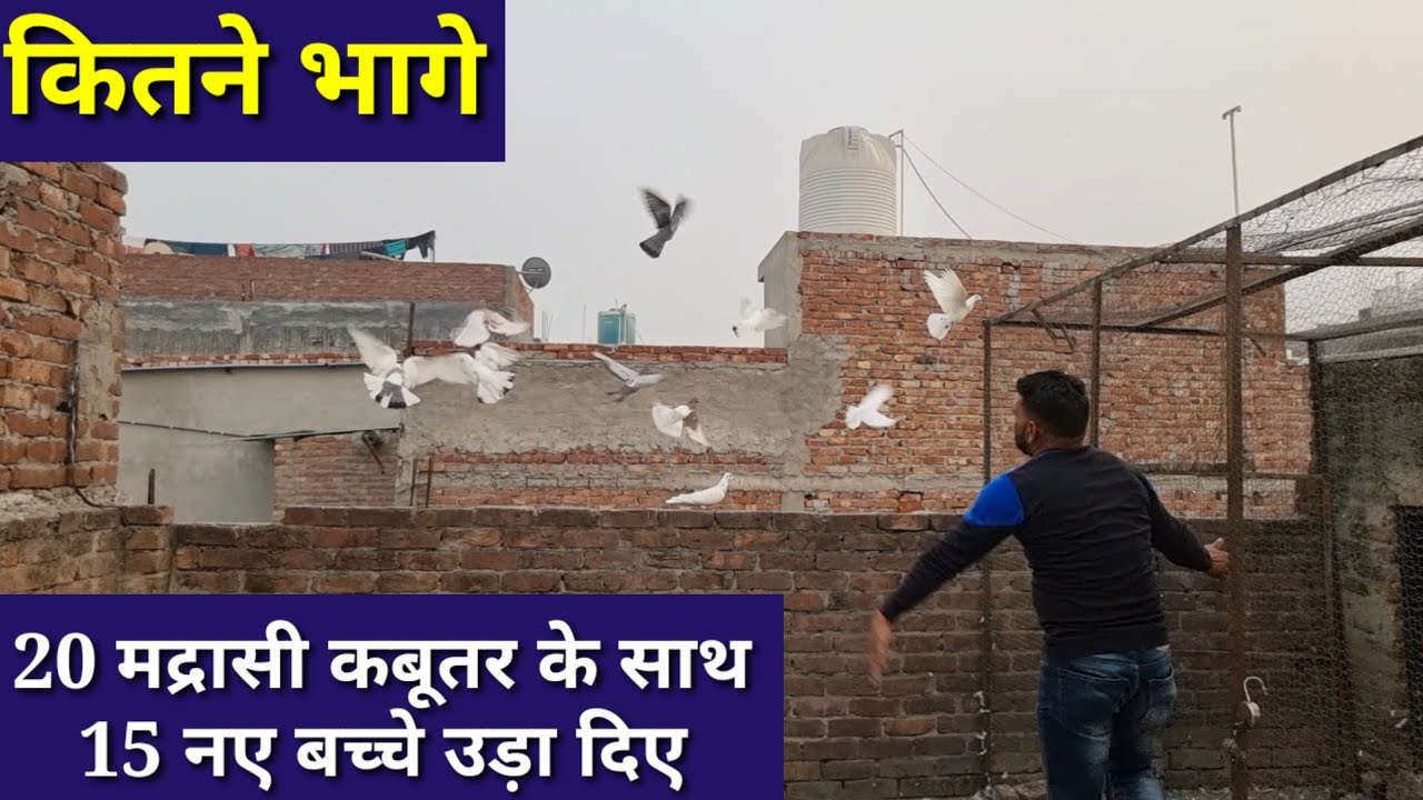 Kitne Bhage 20 Madrasi kabutar ke sath 15 Naye Bache Uda Diye