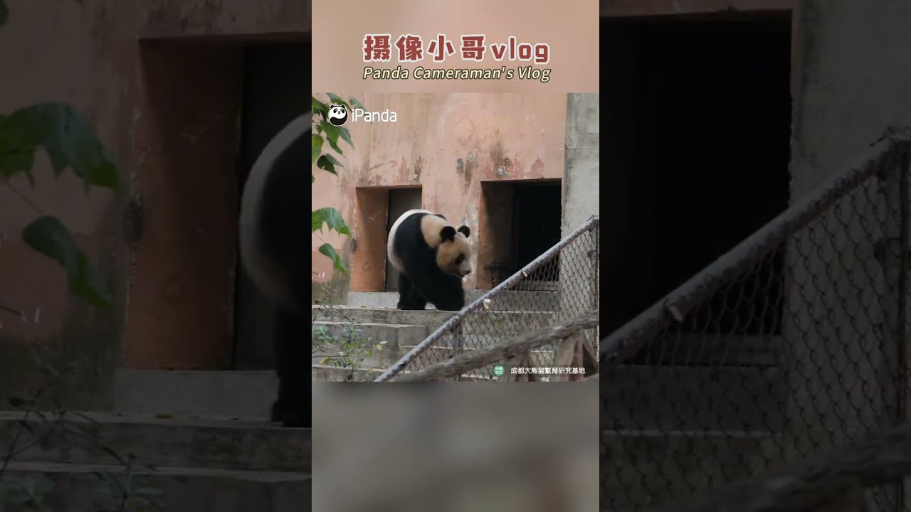 Visit Giant Panda Yuan Meng Returning From France | iPanda
