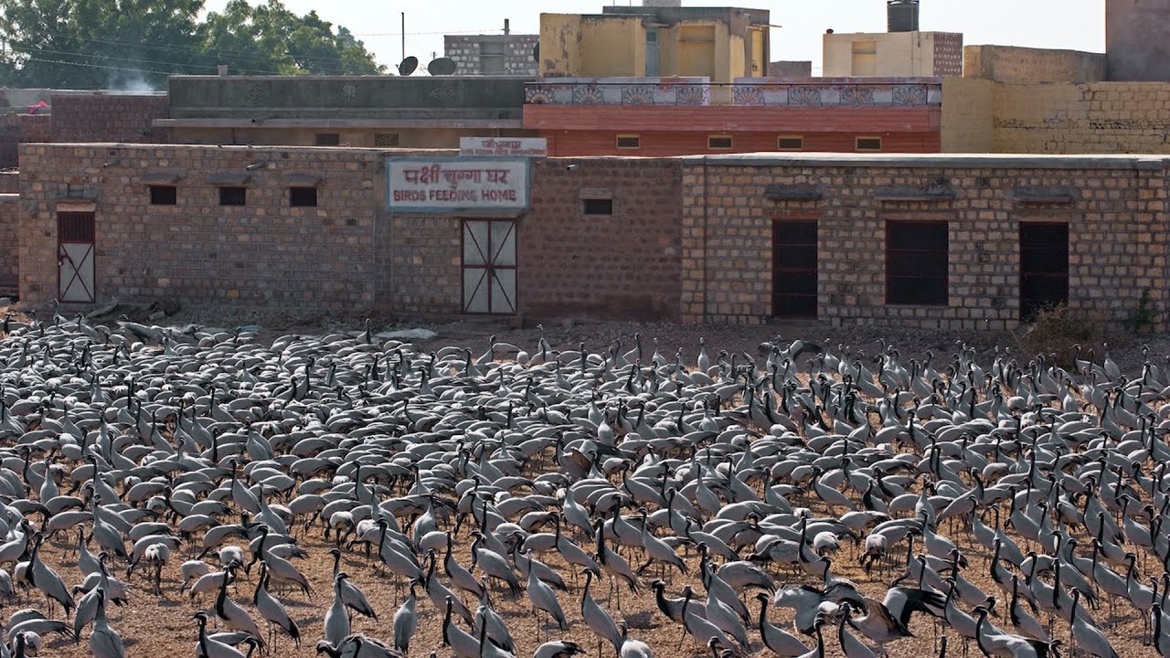 रेगिस्तान री बणीठणी : खीचण में जदे आवे हैं कुरजां | Cranes of Khichan | Marwari| @RoundglassSustain