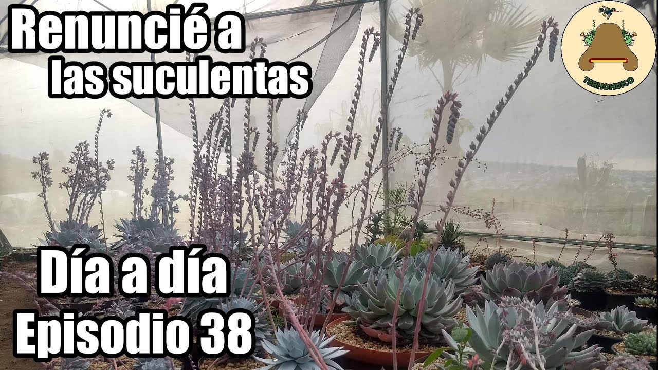 Renuncié a las plantas suculentas. Día a día en un vivero de suculentas. Episodio 38.