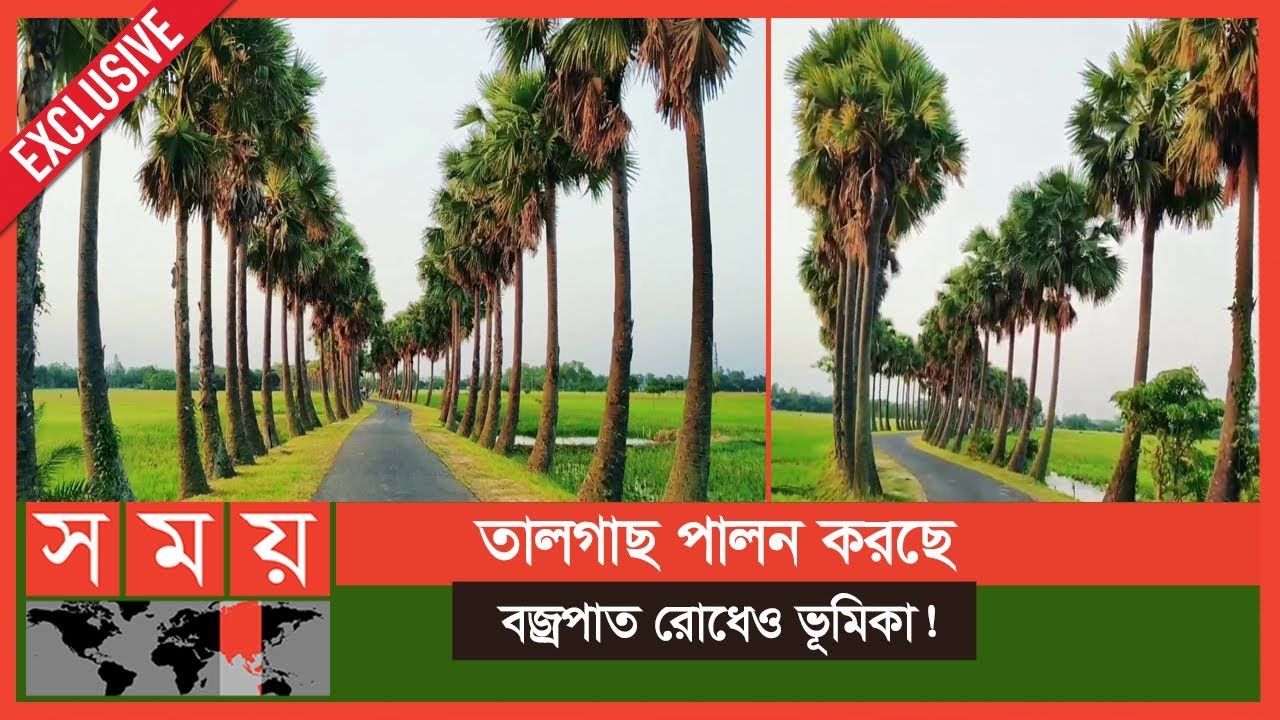 Exclusive: ৩ কি‌.মি. সড়ক জুড়ে হাজার হাজার তালগাছের গল্প! | Palm Trees | Naogaon News | Somoy TV