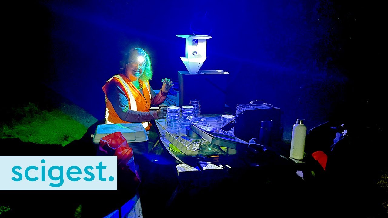 Finding a moth in a haystack - The important role of citizen scientists (BDIS podcast series)