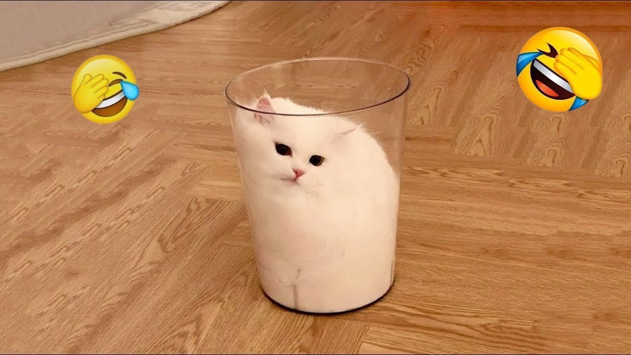 Funniest Cats and Dogs Clips 2026😼🐶Try Not To Laugh😜 Part 29