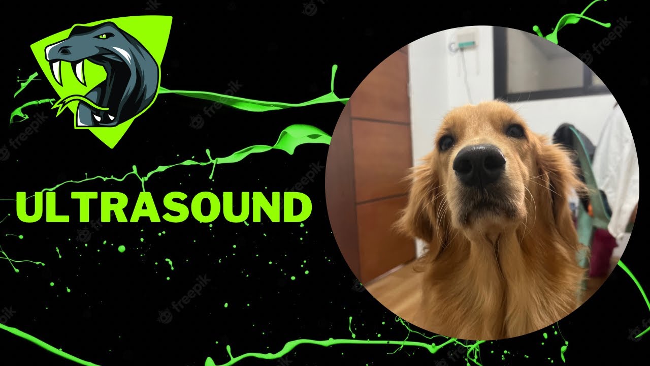 Golden Retriever Ultrasound | Philippines