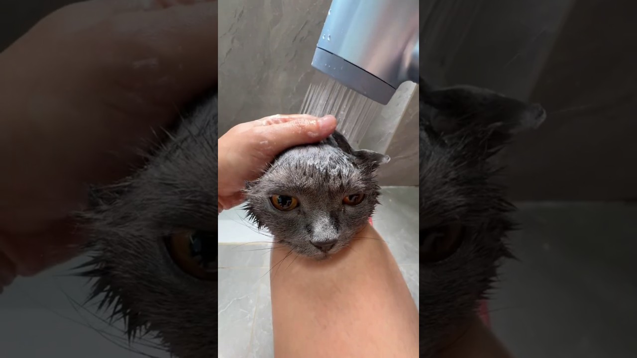 Cat Bathing Challenge, So Well Behaved#cat #catbath #catlovers #catshorts #catvideos #foryou #fypシ