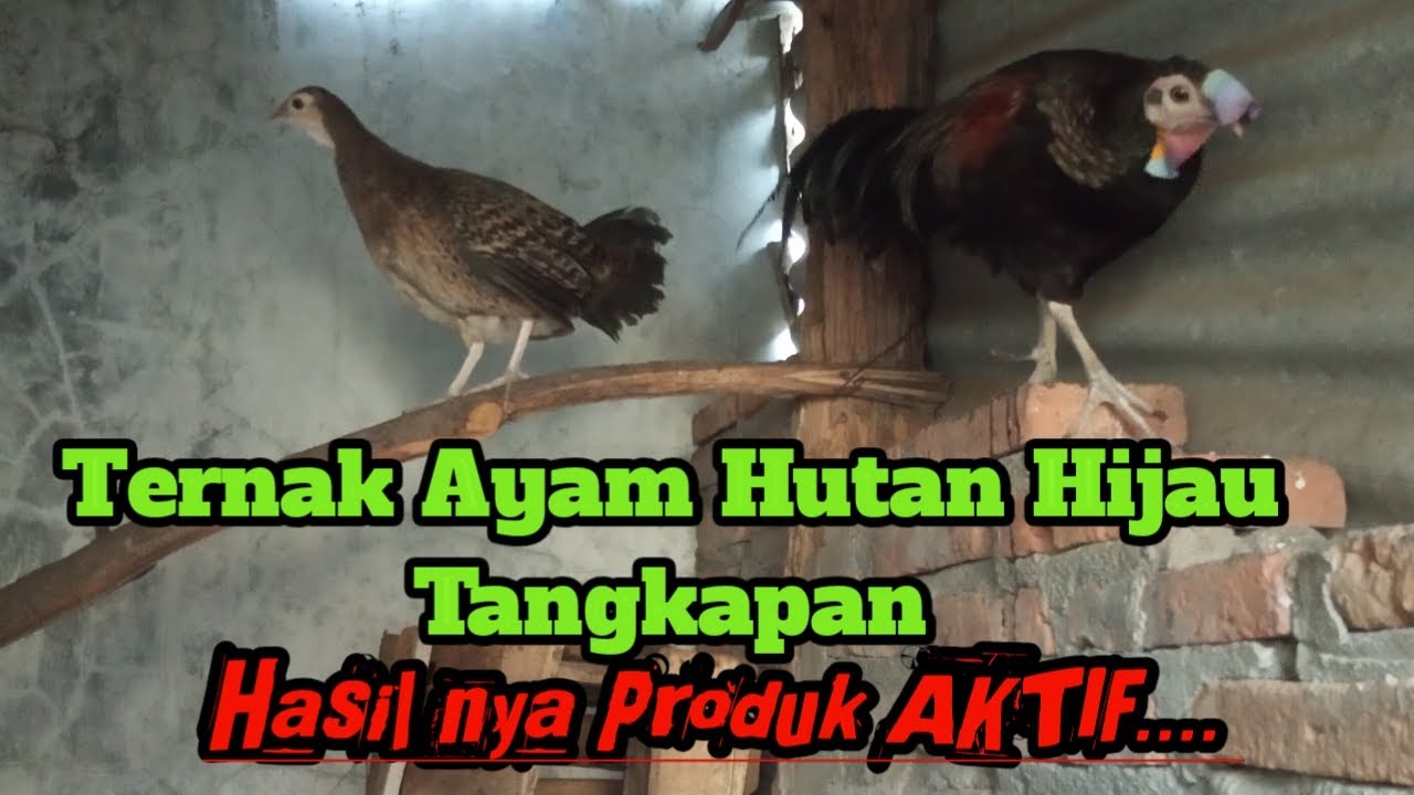 TERNAK AYAM HUTAN HIJAU BERAWAL DARI AYAM HUTAN TANGKAPAN.