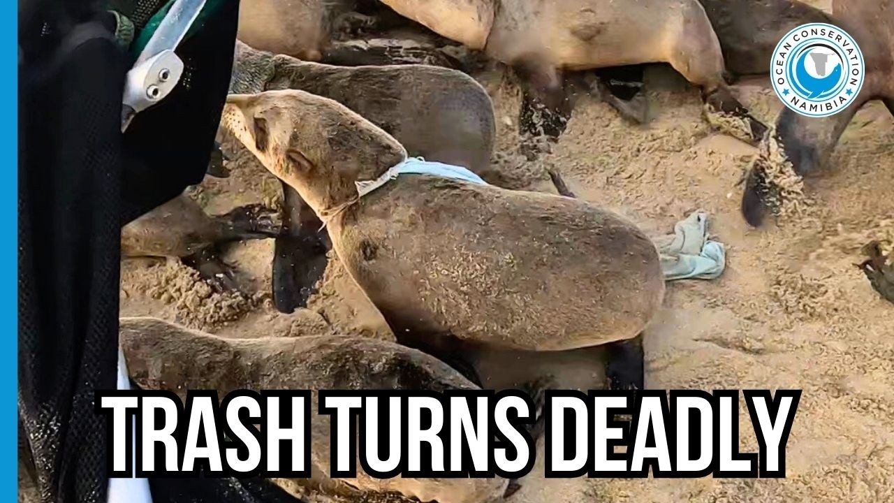 We Found Household Killers!