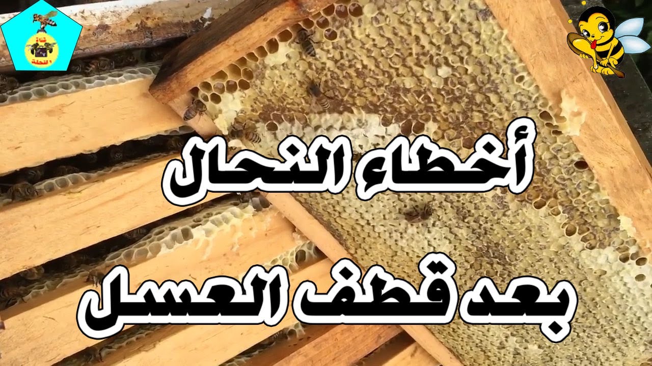 الأخطاء التي يقع فيها النحال بعد جنى العسل .سبب إنهيار الخلايا في فصل الصيف .؟ هل ننزع العاسلة