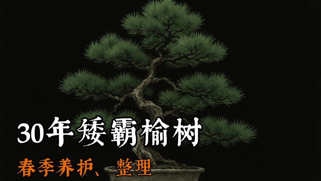 「春季」30年矮霸榆树盆景，步入春季进行整理休整