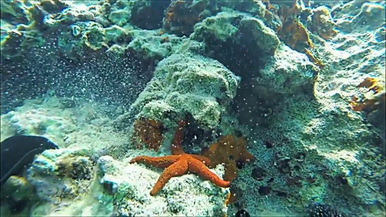 Diving nelle limpide acque di Torre Inserraglio, vedi anche offerte case vacanze e hotel