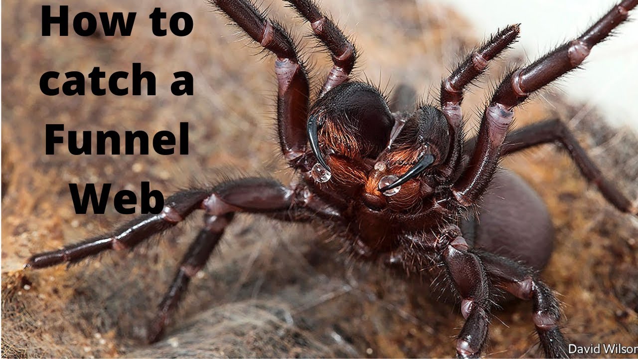 How to Catch a Funnel WEB | This is Earth