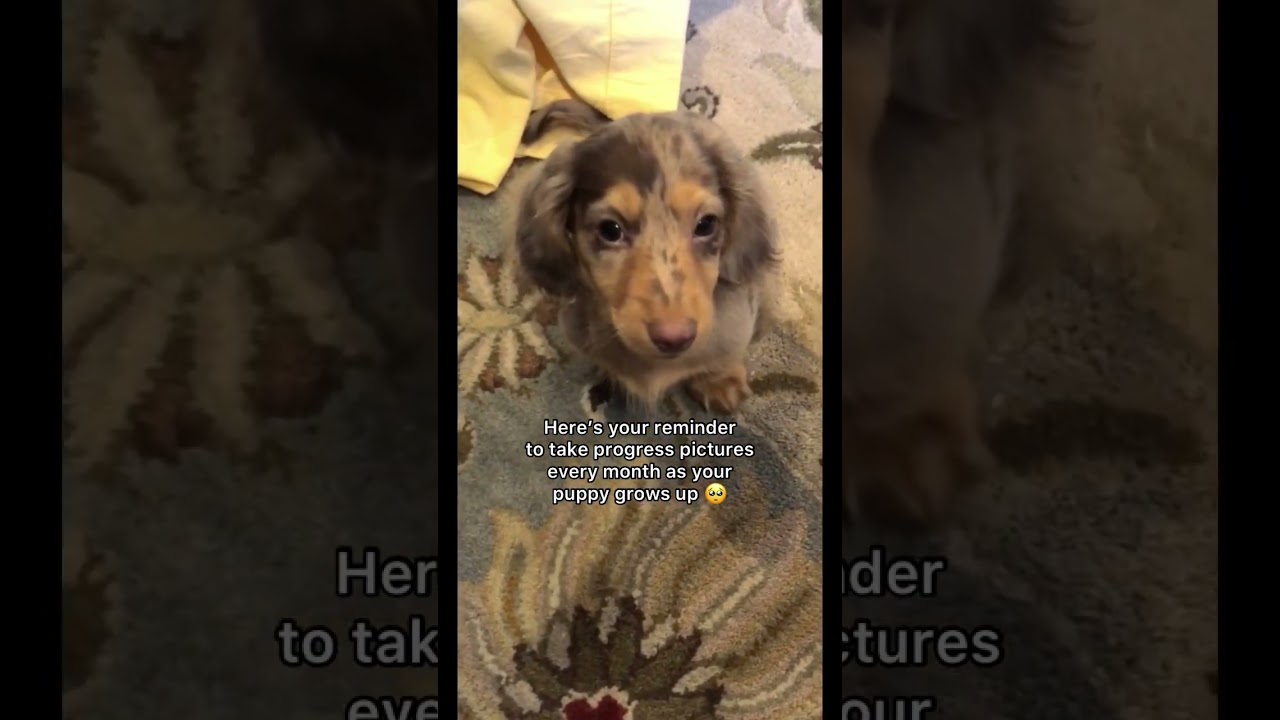 HE WAS SO TINY🥹 #dachshund #puppy #dachshundpuppy #puppies