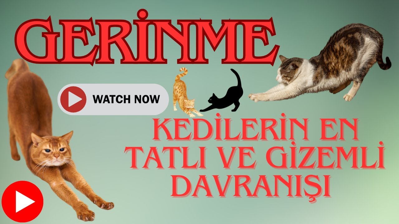 Gerinme: Kedilerin En Tatlı ve Gizemli Davranışı