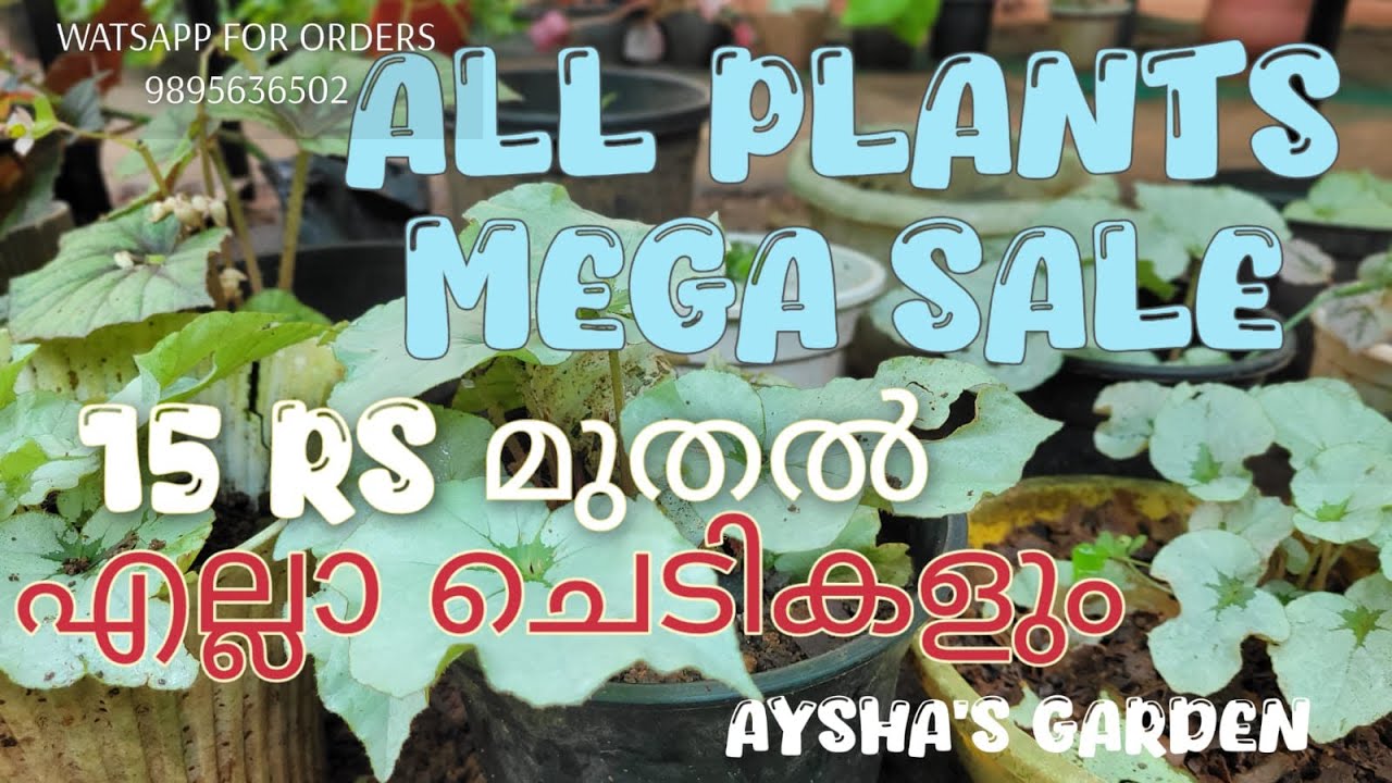 15 rs മുതൽ ചെടികളുടെ വമ്പൻ കളക്ഷൻ |From 15 Rs plant collection |AYSHAS GARDEN|Watsapp 9895636502