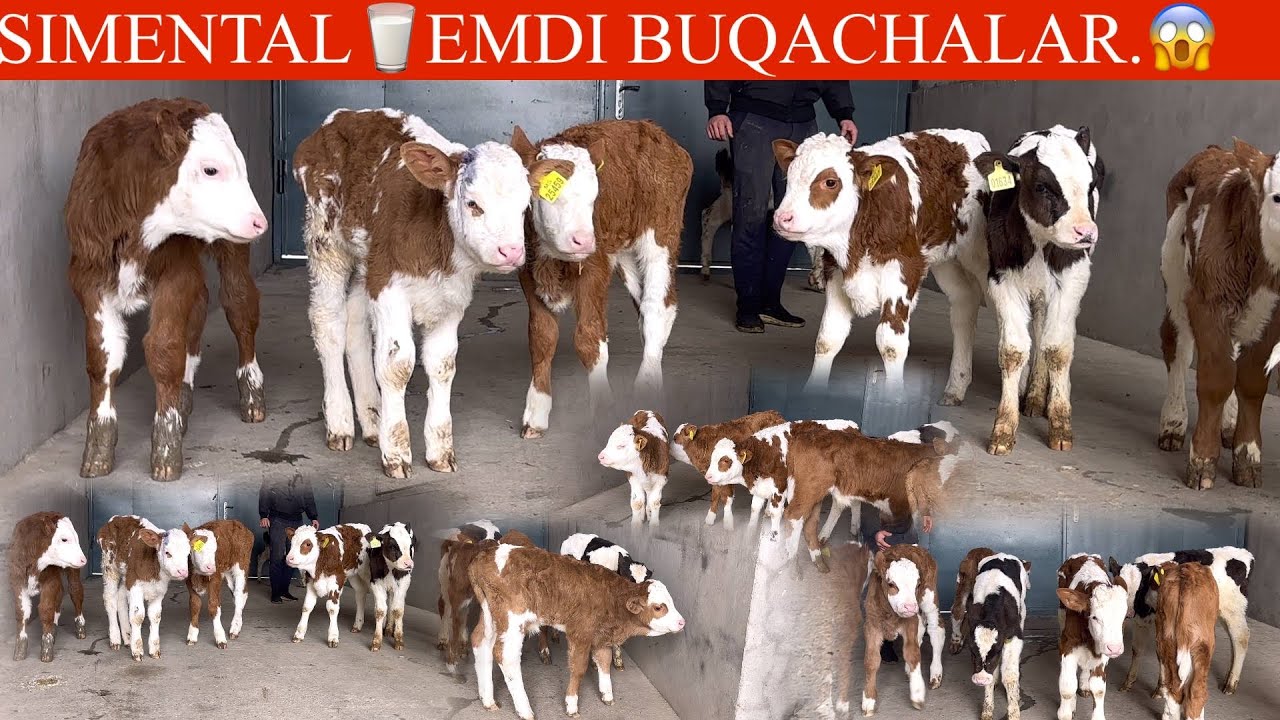 🥛SUT E. SIMMENTAL BUZOQLARI😱ILXOMBOY FERMASIDA UTA NOYOP UDARLARI KELDI🔥💥🏃